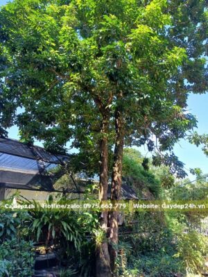 Trồng Nhội trong góc vườn nhà