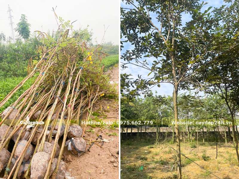 Phong Linh mới bứng bầu đường kính gốc từ 3 - 5cm