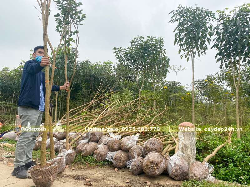 Phong Linh hoa vàng bứng nóng vanh 30 - 45cm