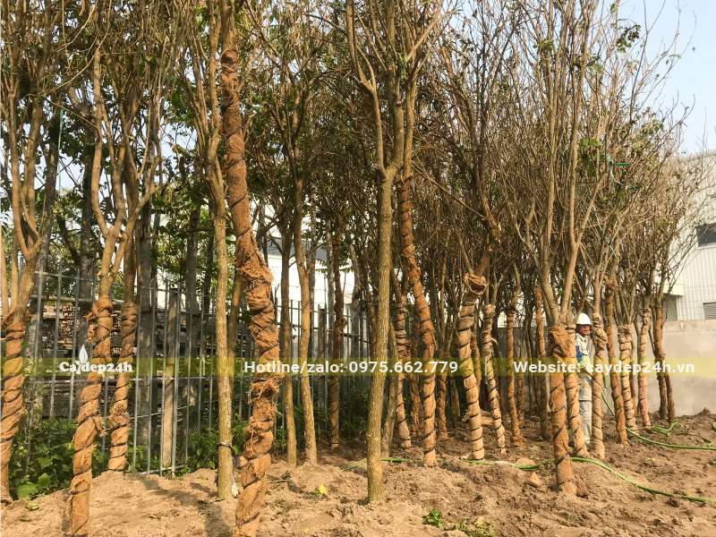 Dâm ủ bầu chìm số lượng lớn Phong Linh cổ thụ đường kính gốc khoảng 10cm