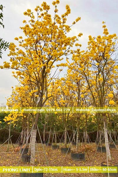 Vườn dưỡng số lượng lớn cây phong linh vàng công trình tại Hà Nội của Cây Đẹp 24h