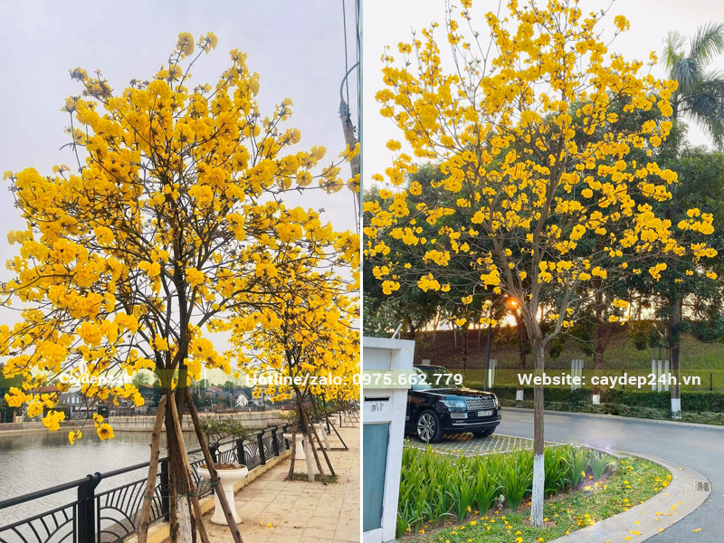 Cây phong linh vàng khoe sắc trên đường phố các khu đô thị