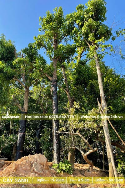 Cây dâm ủ đã tỉa tay cành, đường kính thân gần 20cm đo cách gốc 1m