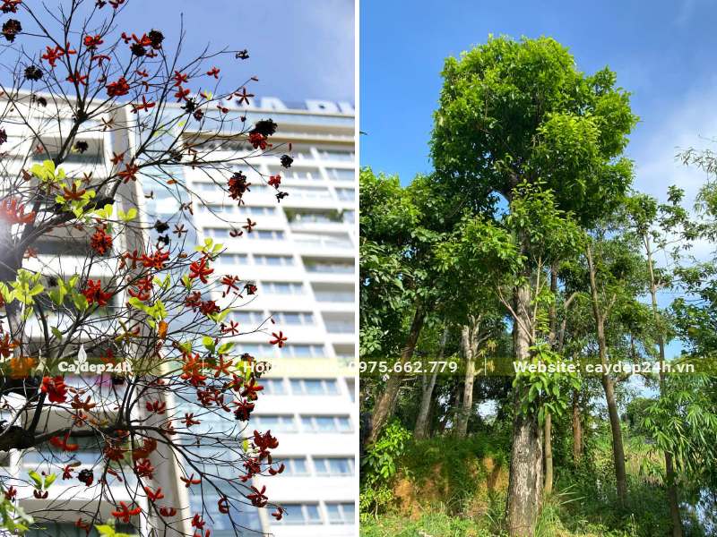 Cây sang công trình cao lớn, trồng trước tòa nhà văn phòng