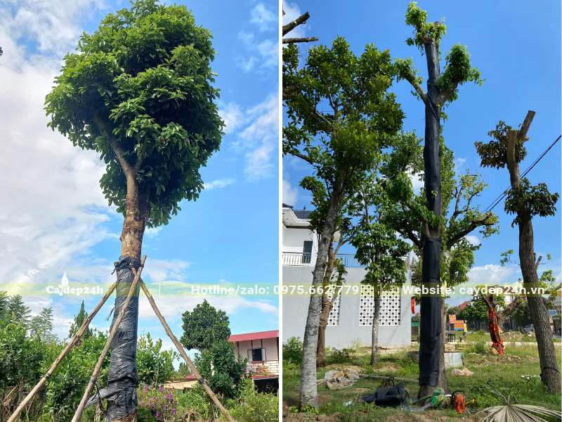 Sang công trình đường kính gốc 30 - 35cm