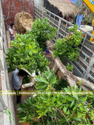 Cây Sang đại thụ có đường kính gốc khoảng 40cm