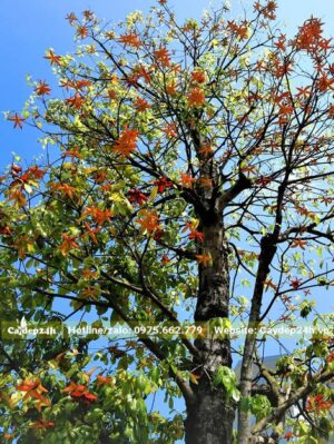 Hình ảnh cây Sang khi mùa Thu tới