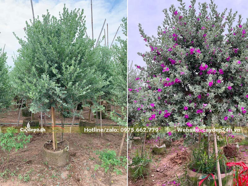 Dâm ủ cây Tuyết Sơn Phi Hồng nguyên bầu, cây cao hơn 2m, đk gốc 2cm