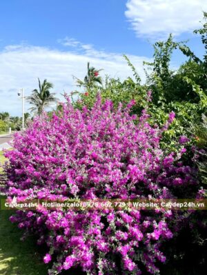Tuyết Sơn Phi Hồng trồng viền hàng rào trong khi resort
