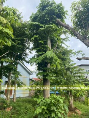 Vàng Anh lâu năm đường kính thân hơn 20cm, thân thẳng tắp