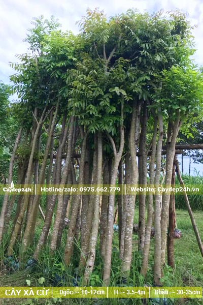 Hơn 20 cây Xà Cừ dâm ủ đường kính gốc 10cm, cao hơn 3m