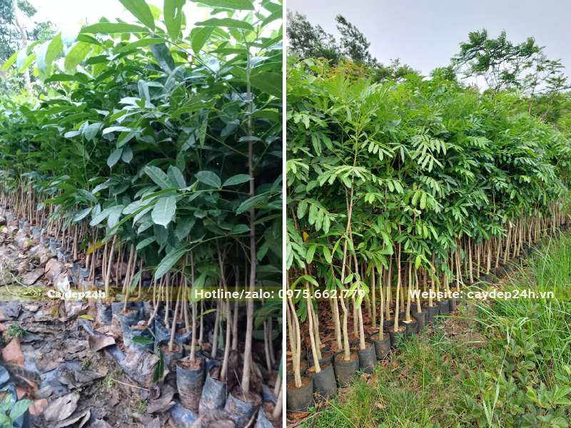 Cây giống Xà Cừ ươm hạt cao gần 1m
