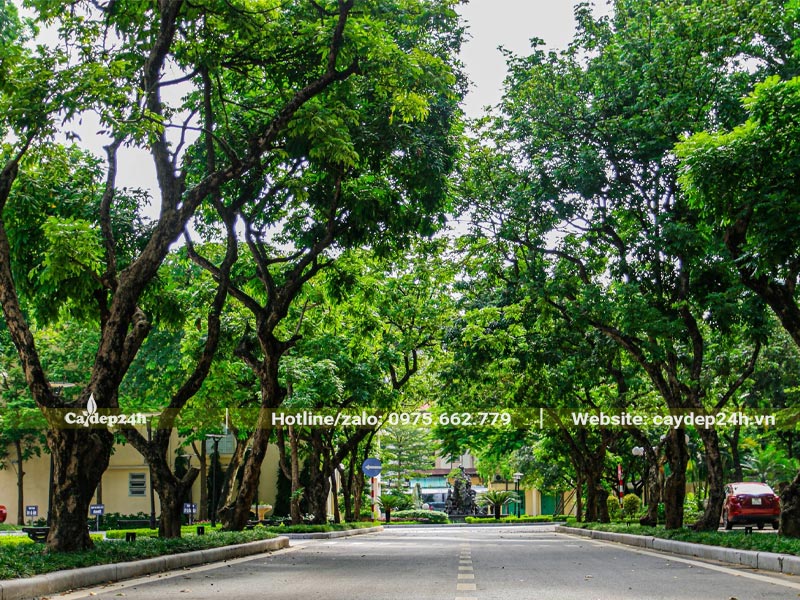 Hàng Cây Xà Cừ cổ thụ trồng hai bên đường đi trong trường đại học