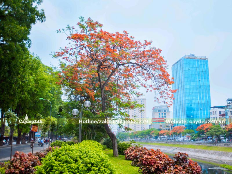 Trồng cây trên vỉa hè rộng hơn 4m