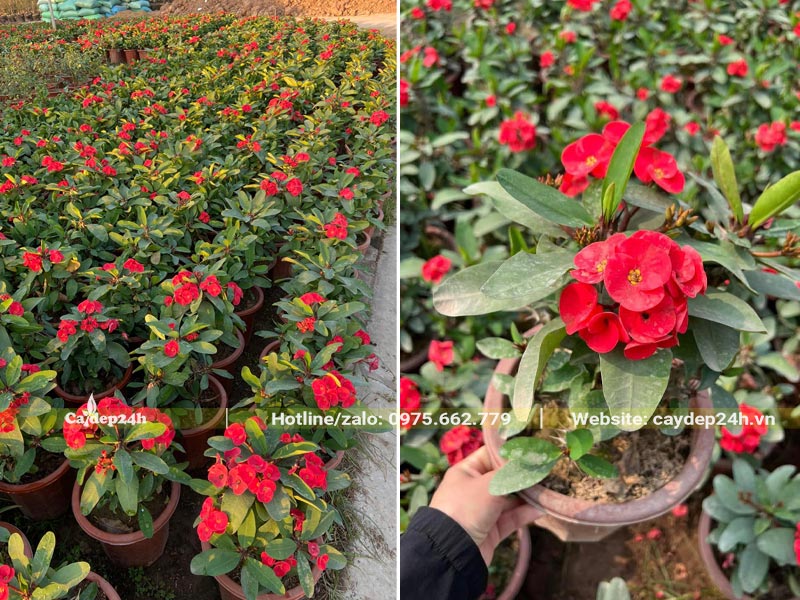 Vườn trồng và chăm sóc số lượng lớn cây Xương Rồng Bát Tiên cao 30 - 40cm, đang ra hoa đỏ rực
