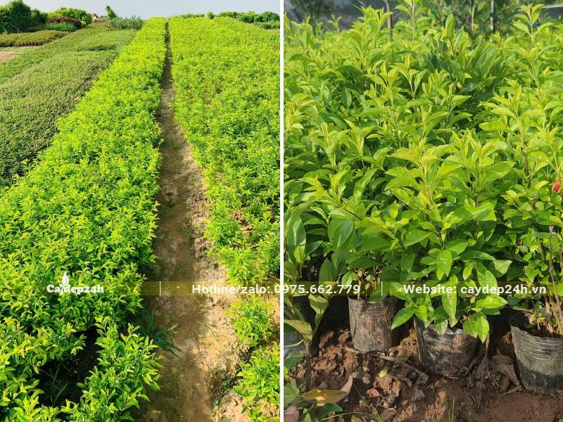 Chọn những bầu cây Chuỗi Ngọc đạt điều kiện xuất vườn những những luống trồng dài vài cả trăm mét