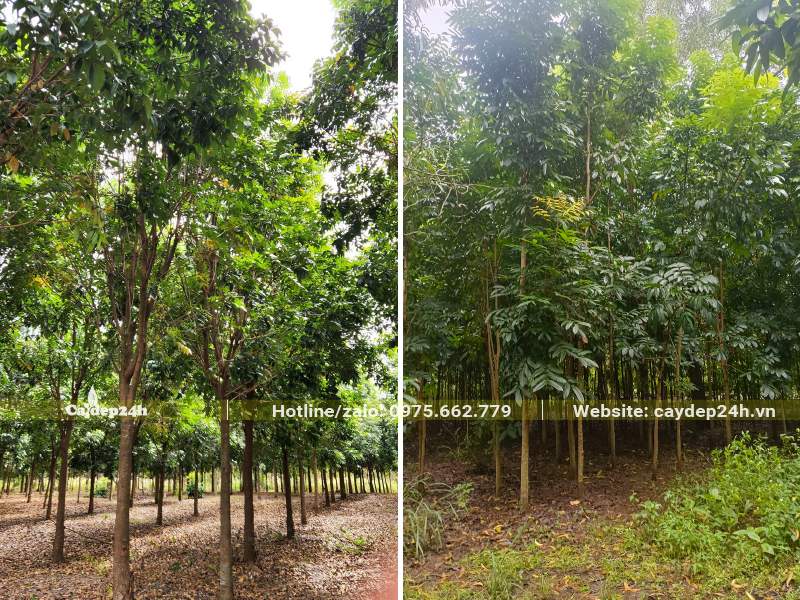 Nhà vườn trồng và bán cây Nhạc Ngựa đường kính gốc từ 5cm