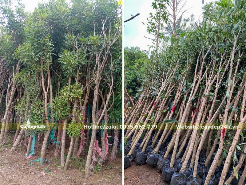 Dâm ủ hàng loạt cây Chuông Vàng công trình đk gốc 5 - 7cm
