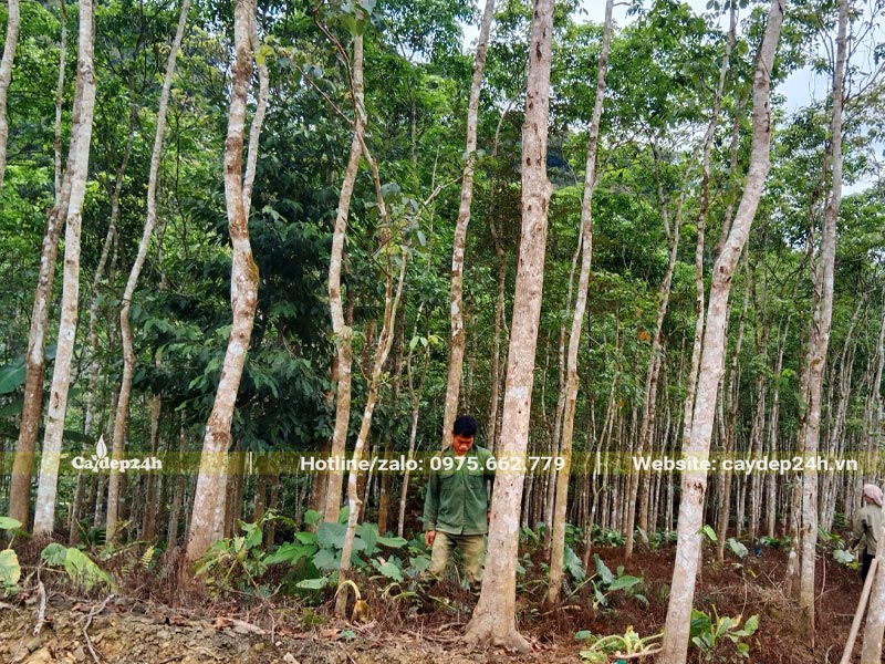 Công nhân đang bứng bầu cây Nhội lâu năm đường kính gốc trên 20cm