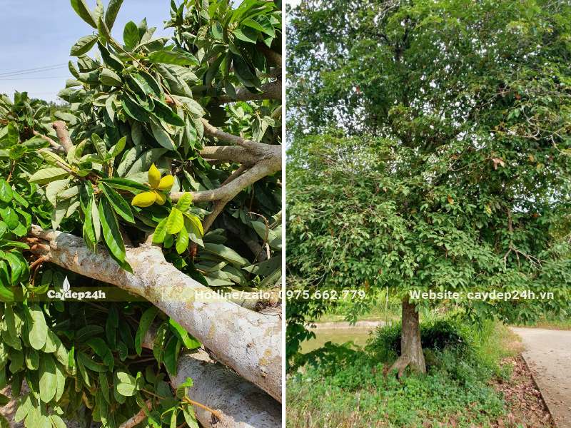 Hình ảnh cây Sang cổ thụ được tỉa cành, bứng bầu