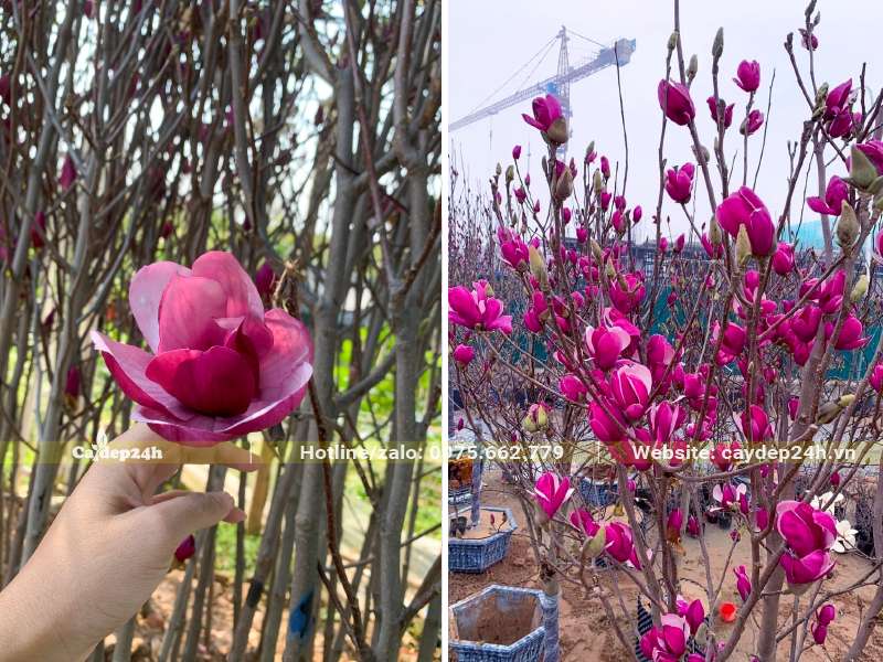 Cây Mộc Lan đang ra hoa, không còn một chiếc lá nào trên cành