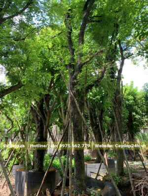 Dâm ủ cây me cổ thụ cao lớn, cành nhánh sau khi đốn tỉa đang ra lá mới