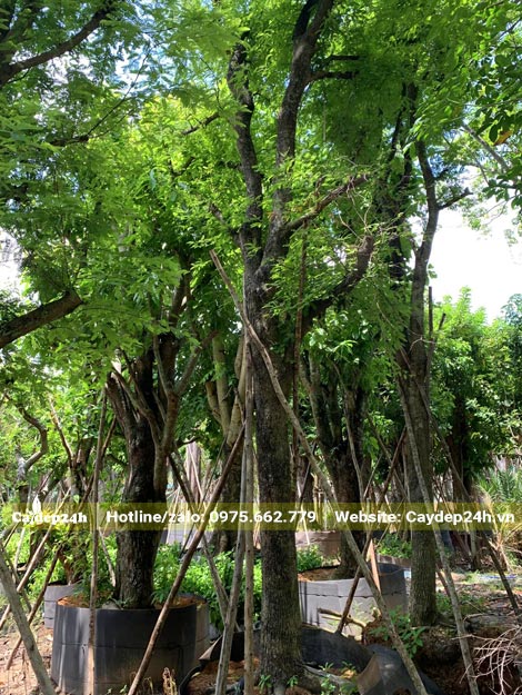 Dâm ủ cây me cổ thụ cao lớn, cành nhánh sau khi đốn tỉa đang ra lá mới