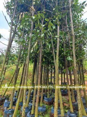 Dưỡng cây Sao Đen trong bầu từ nhỏ, chiều cao khoảng 3m