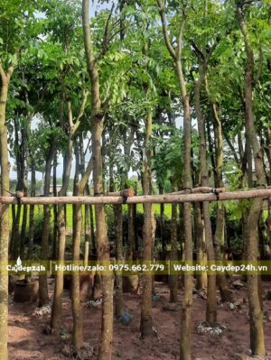 Dựng và buộc cây Xà Cừ dưỡng ủ vào giàn đỡ