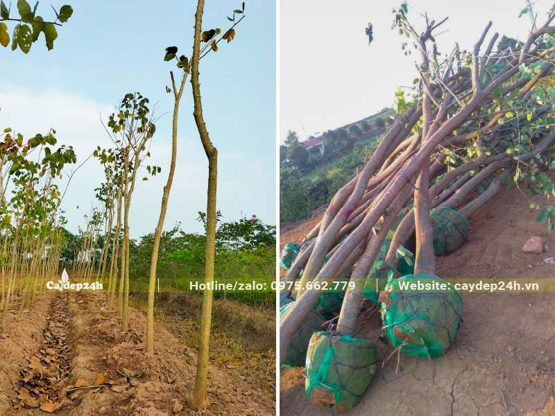 Bứng bầu và dâm ủ số lượng lớn cây Ban Tím công trình đường kính gốc 8 - 12cm