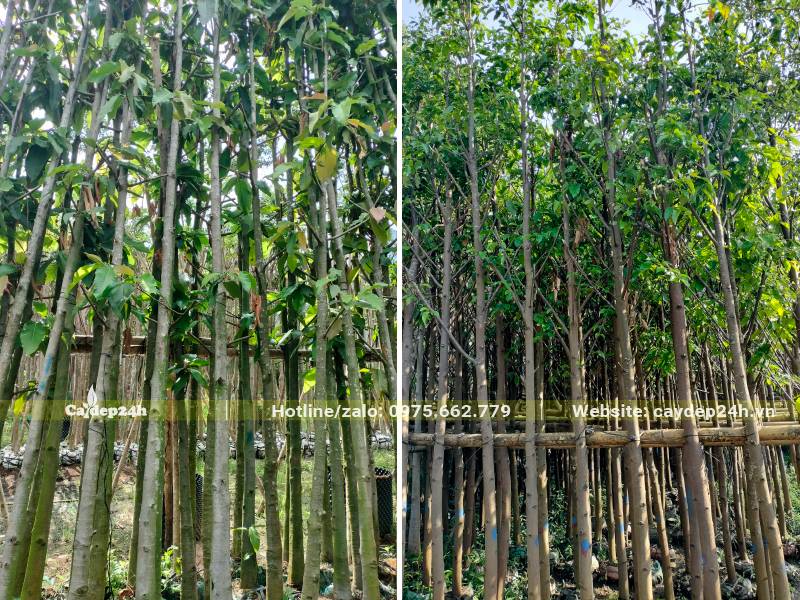 Cây Dầu Rái công trình đk gốc từ 8 - 12cm dưỡng trong bầu 
