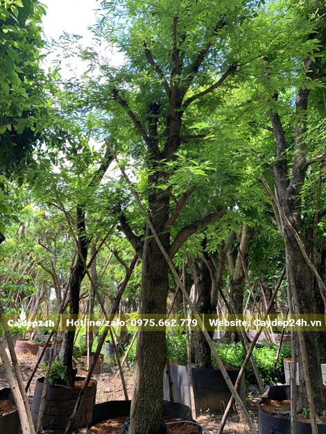 Vườn dâm ủ quy mô lớn hàng chục cây Me cổ thụ có đường kính gốc từ 25cm trở lên