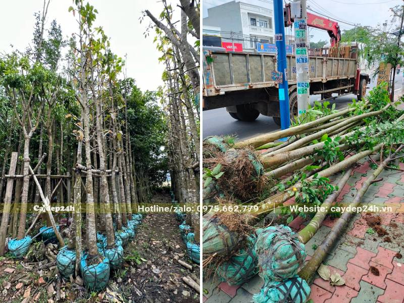 Chọn từng cây Dầu Rái công trình đã dâm ủ tại vườn