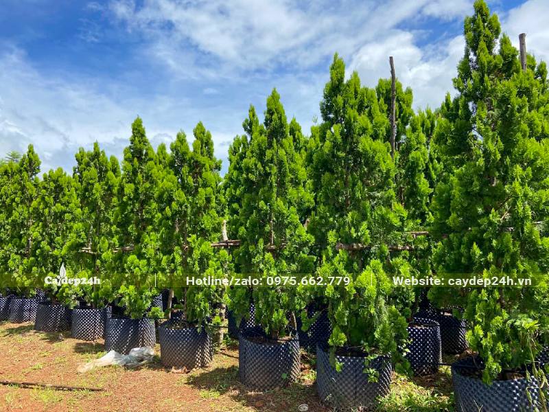Cả trăm cây cảnh Trắc Bách Diệp cao 2,5m dâm ủ trong bầu