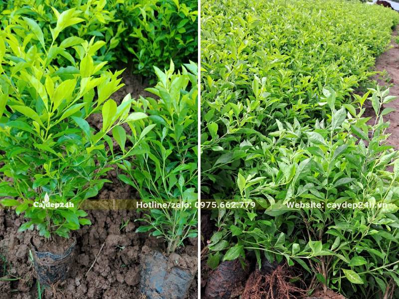 Chuỗi Ngọc trồng viền ươm trồng sẵn trong bầu
