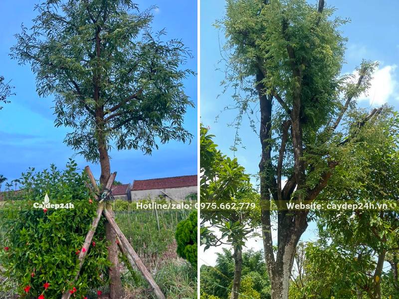 Cây Me cao 4 - 5m đã tỉa tay cành