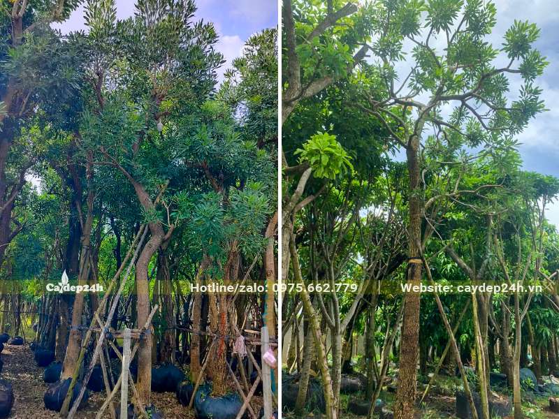 Vườn dâm ủ cây Chuông Vàng cổ thụ trồng vỉa hè, công trình đô thị
