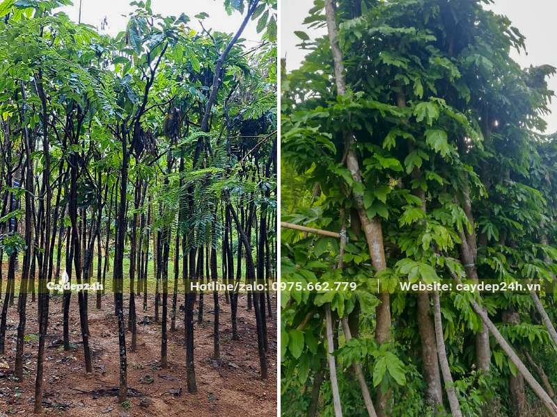 Vườn dâm ủ số lượng lớn cây Vàng Anh công trình đk gốc từ 5 - 10cm