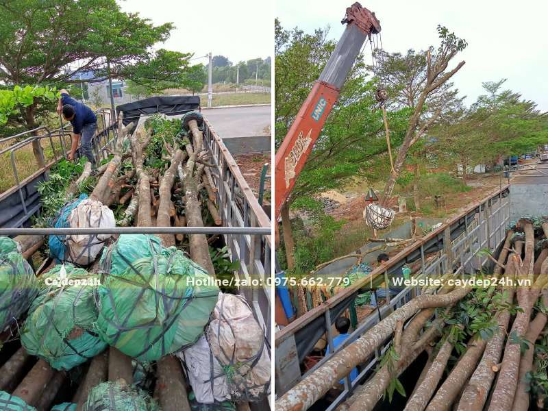 Nhà vườn đang cẩu cây Xà Cừ và xếp gọn gàng lên thùng xe
