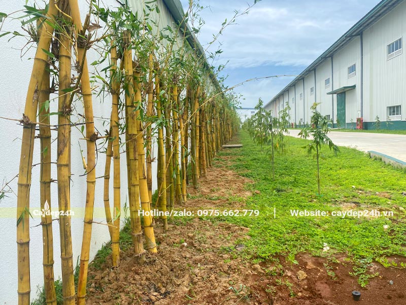 Các khóm cây Tre Vàng trồng thành hàng dài trong khuôn viên nhà máy