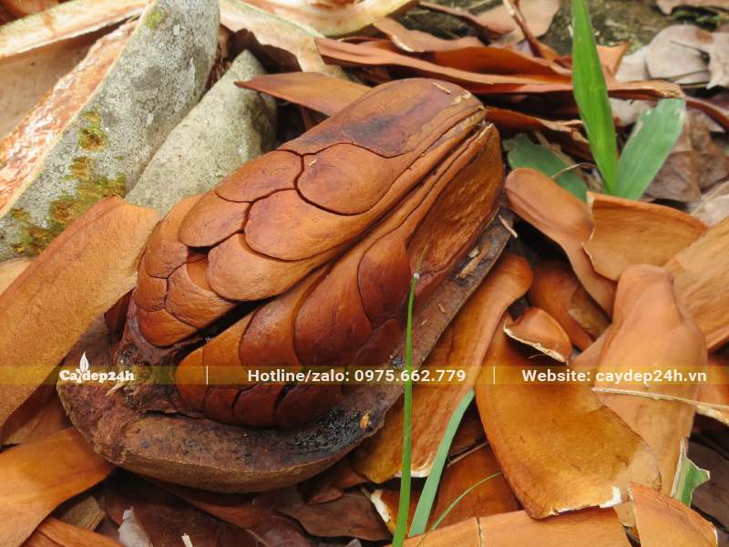Quả cây Dái Ngựa chìn già