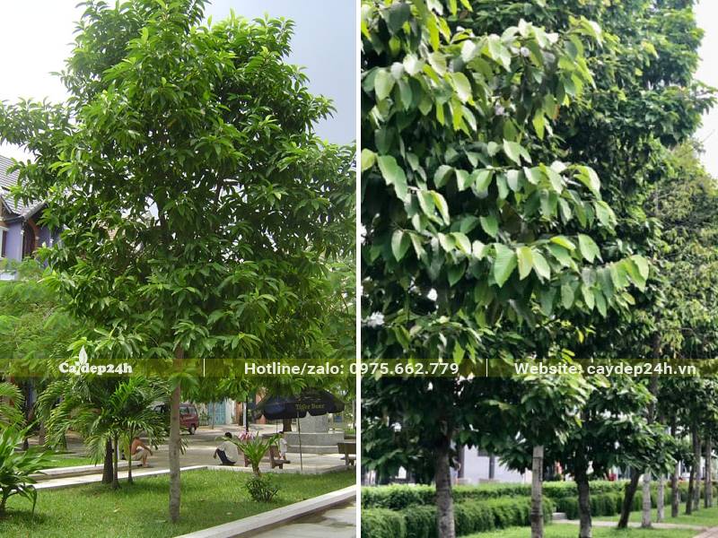 Cây Dầu Rái trồng lấy bóng mát trên các tuyến đường đô thị