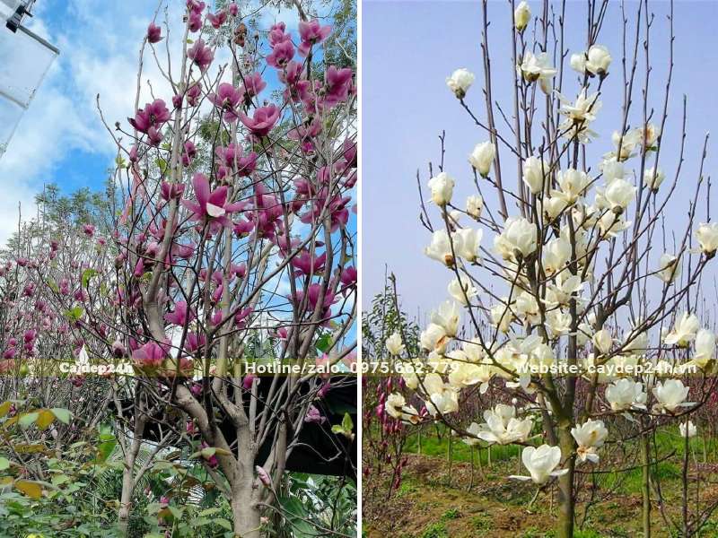Cây hoa Mộc Lan hồng và trắng xinh đẹp