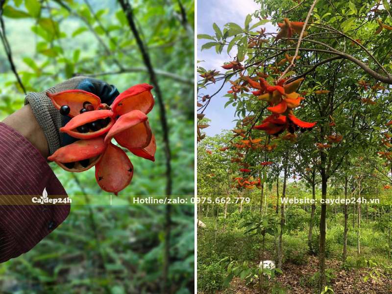 Quả Sang mọc thành chùm xòe ra như những bông hoa