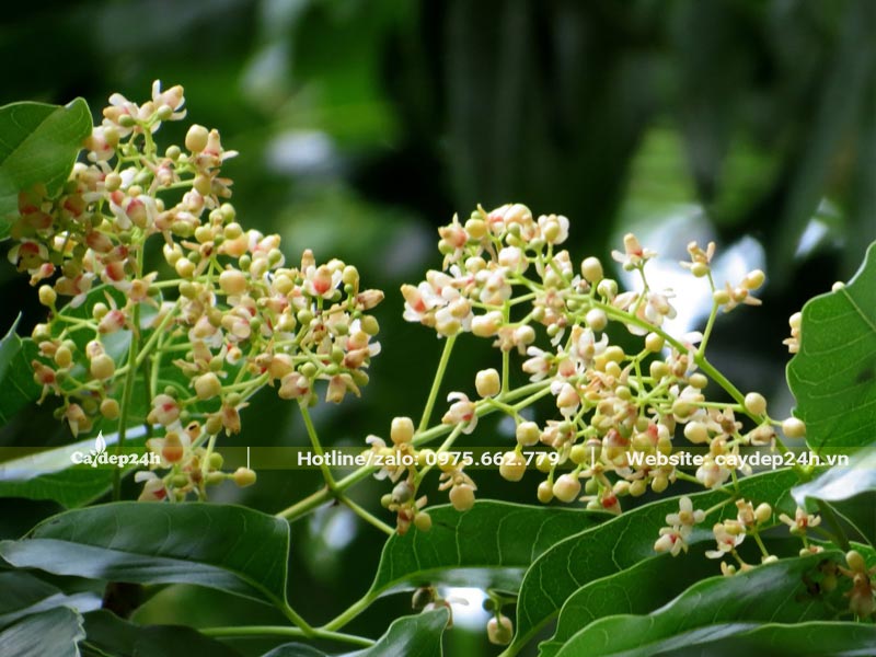 Chùm hoa Xà Cử xinh đẹp, bông nhỏ li ti