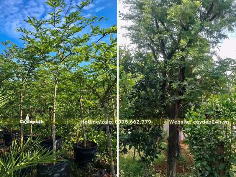 Cây Me dưỡng ủ lâu kích thước từ nhỏ đến lớn, số lượng bán không giới hạn