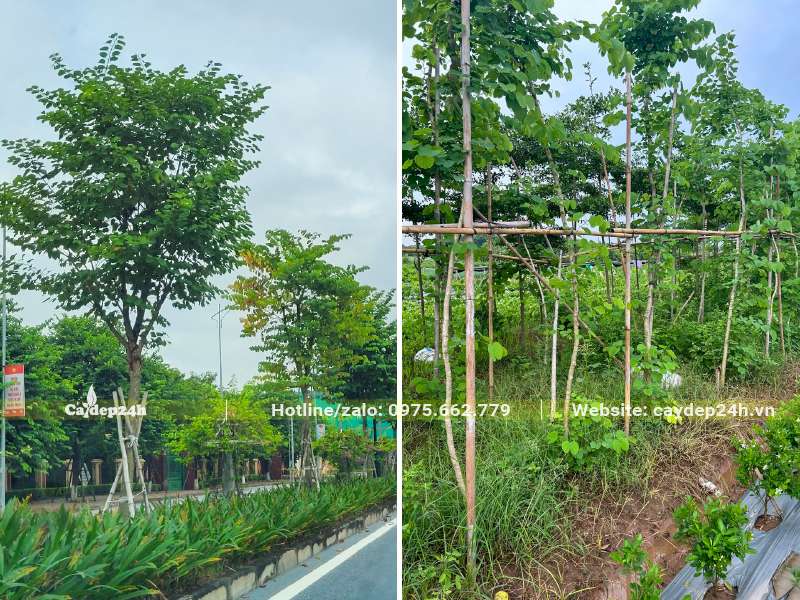 Cây Ban Tím trồng dải phân cách đường phố