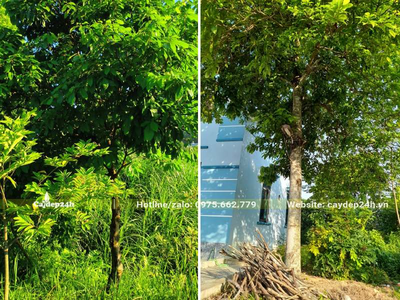 Sang công trình có tán tròn đẹp, lá mọc dày, xanh tươi