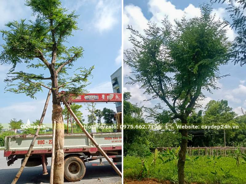 Trồng và chống cây me công trình đường kính thân 15cm