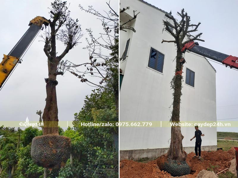 Dùng cần cẩu nâng cây Nhội cao hơn 7m vào hố trồng